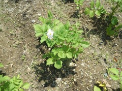 2018.5じゃがいも　